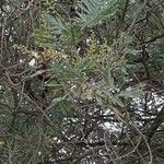 Acacia decurrens 葉