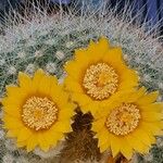 Parodia lenninghausii Flors