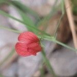 Lathyrus setifolius Çiçek