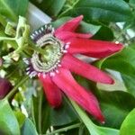 Passiflora racemosa Flower