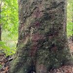 Agathis australis 樹皮
