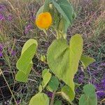 Abutilon mauritianum Φύλλο