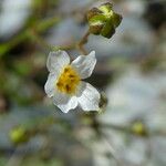 Linum catharticum Blüte