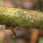 Capirona macrophylla Bark