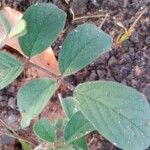 Indigofera hirsuta Hoja