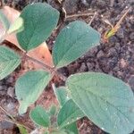 Indigofera hirsuta Blatt