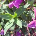 Epilobium latifolium Liść