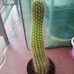 Echinopsis huascha Hoja