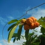 Maclura cochinchinensis Fruit