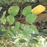 Epipremnum aureum 葉
