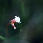 Pinguicula lusitanica 花