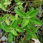 Teucrium scorodonia 葉