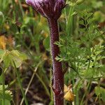 Orobanche crenata Virág