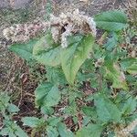 Amaranthus retroflexusপাতা