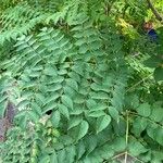 Aralia spinosa Blatt