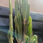 Cereus hexagonus Fuelha