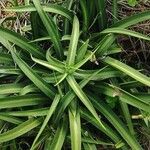 Agave nizandensis Leaf