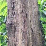 Pterocarpus soyauxii Kéreg/szár