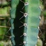 Cereus jamacaru পাতা