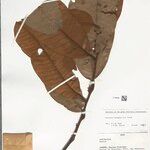 Annona neoinsignis Leaf