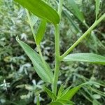 Linum grandiflorum Leaf