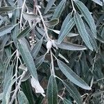 Elaeagnus angustifoliaBlatt