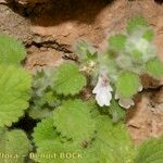 Stachys saxicola Hábito