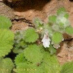 Stachys saxicola