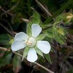 Potentilla caulescens 花