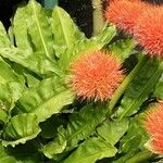 Scadoxus multiflorus Λουλούδι