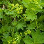 Alchemilla subcrenata Frunză