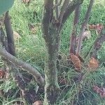Alchornea davidii Corteza