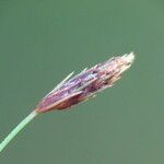 Fimbristylis autumnalis Blüte