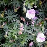 Geranium argenteum Blad