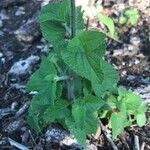 Salvia roemeriana Folla