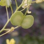 Biscutella lima Fruit