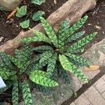 Calathea lancifolia Hoja