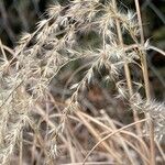 Miscanthus sinensis Fruit