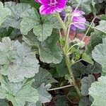 Malva sylvestris Plante entière