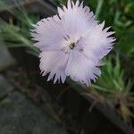 Dianthus plumarius Blomst