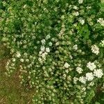 Spiraea trilobata Leaf