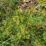 Cyperus eragrostisFolha