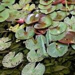 Nymphaea alba Leaf