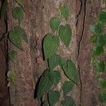 Anthurium clidemioides 樹皮