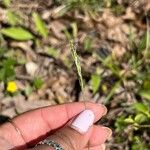 Carex hirtifolia Квітка