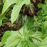 Podophyllum versipelle Foglia