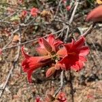 Brachychiton bidwillii 花