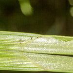 Carex riparia Feuille