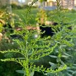 Solidago altissima पत्ता