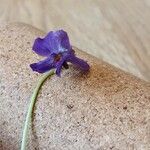 Viola odorata Кветка